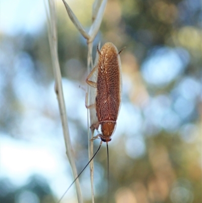 Balta spuria (A Balta Cockroach) at Cook, ACT - 8 Mar 2021 by CathB