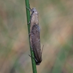 Oenochroa and Artiastis (genera) at Cook, ACT - 9 Mar 2021 by CathB