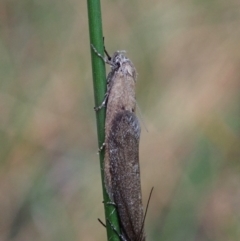 Oenochroa and Artiastis (genera) at Cook, ACT - 10 Mar 2021