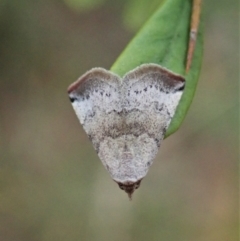 Mataeomera mesotaenia (Large Scale Moth) at Mount Painter - 9 Mar 2021 by CathB