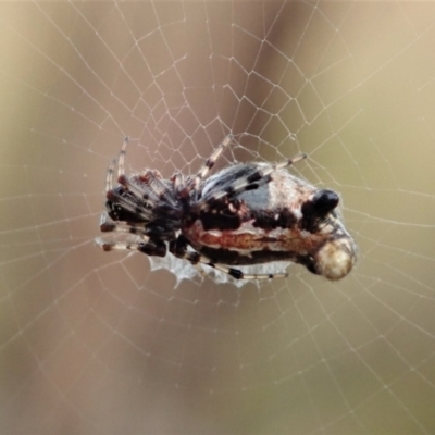 Cyclosa trilobata (Three-lobed spider) at Cook, ACT - 9 Mar 2021 by CathB