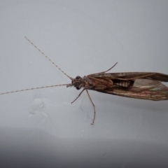 Leptoceridae sp. (family) at Cook, ACT - 10 Mar 2021