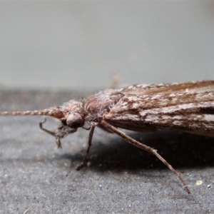 Leptoceridae sp. (family) at Cook, ACT - 10 Mar 2021