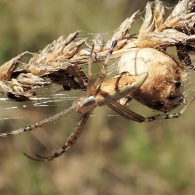 Argiope protensa (Long-tailed Argiope) at Aranda Bushland - 5 Mar 2021 by CathB