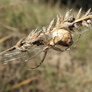 Argiope protensa at Holt, ACT - 5 Mar 2021