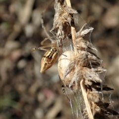 Argiope protensa at Holt, ACT - 5 Mar 2021