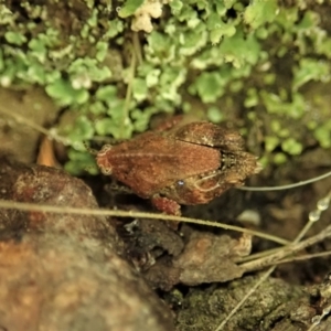 Tetrigidae (family) at Cook, ACT - 9 Mar 2021 07:46 AM