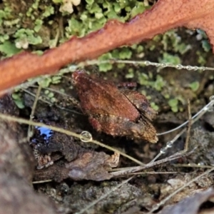 Tetrigidae (family) at Cook, ACT - 9 Mar 2021 07:46 AM