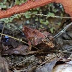 Tetrigidae (family) at Cook, ACT - 9 Mar 2021 07:46 AM