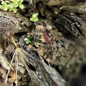 Tetrigidae (family) at Cook, ACT - 9 Mar 2021