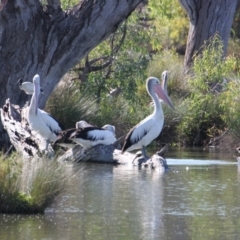 Pelecanus conspicillatus (Australian Pelican) at Albury - 9 Mar 2021 by PaulF