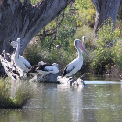 Pelecanus conspicillatus (Australian Pelican) at Albury - 9 Mar 2021 by PaulF