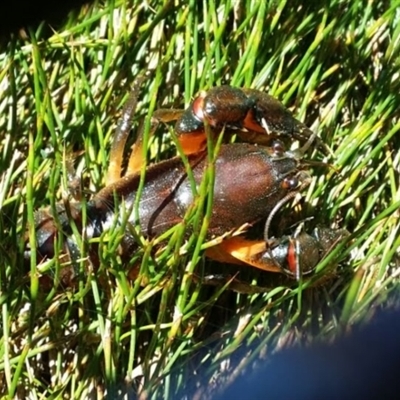 Euastacus crassus at Kosciuszko National Park - 27 Feb 2020 by Harrison2000