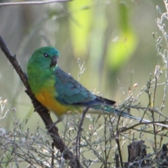 Psephotus haematonotus (Red-rumped Parrot) at Horseshoe Lagoon and West Albury Wetlands - 9 Mar 2021 by PaulF