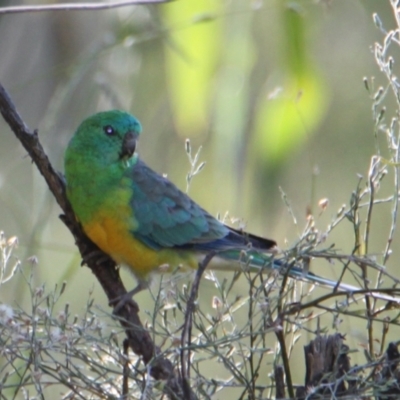 Psephotus haematonotus (Red-rumped Parrot) at Horseshoe Lagoon and West Albury Wetlands - 9 Mar 2021 by PaulF