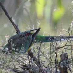 Psephotus haematonotus at West Albury, NSW - 9 Mar 2021 04:02 PM