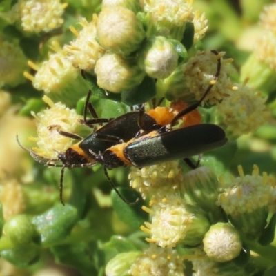 Chauliognathus lugubris (Plague Soldier Beetle) at Molonglo Valley, ACT - 10 Mar 2021 by RodDeb