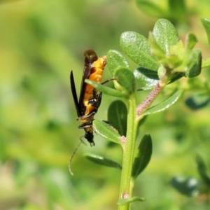 Chauliognathus lugubris at Molonglo Valley, ACT - 10 Mar 2021