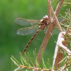 Austroaeschna unicornis (Unicorn Darner) at National Zoo and Aquarium - 10 Mar 2021 by RodDeb