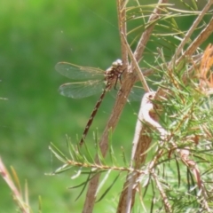 Austroaeschna unicornis at Molonglo Valley, ACT - 10 Mar 2021