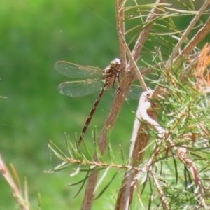 Austroaeschna unicornis at Molonglo Valley, ACT - 10 Mar 2021