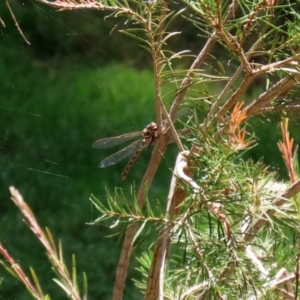 Austroaeschna unicornis at Molonglo Valley, ACT - 10 Mar 2021