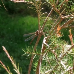 Austroaeschna unicornis at Molonglo Valley, ACT - 10 Mar 2021