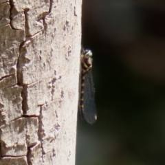 Cordulephya pygmaea (Common Shutwing) at National Zoo and Aquarium - 10 Mar 2021 by RodDeb