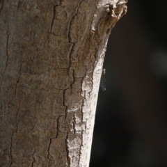 Cordulephya pygmaea at Molonglo Valley, ACT - 10 Mar 2021 12:44 PM