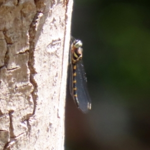 Cordulephya pygmaea at Molonglo Valley, ACT - 10 Mar 2021 12:44 PM