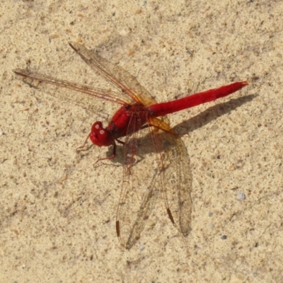 Diplacodes haematodes (Scarlet Percher) at Molonglo Valley, ACT - 10 Mar 2021 by RodDeb