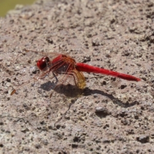 Diplacodes haematodes at Molonglo Valley, ACT - 10 Mar 2021 11:45 AM