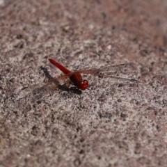 Diplacodes haematodes at Molonglo Valley, ACT - 10 Mar 2021