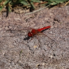 Diplacodes haematodes at Molonglo Valley, ACT - 10 Mar 2021