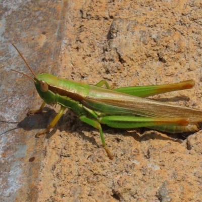Bermius brachycerus (A grasshopper) at Molonglo Valley, ACT - 10 Mar 2021 by RodDeb