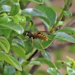 Vespula germanica (European Wasp, German Yellowjacket Wasp) at Molonglo Valley, ACT - 10 Mar 2021 by RodDeb