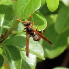 Polistes (Polistella) humilis (Common Paper Wasp) at National Zoo and Aquarium - 10 Mar 2021 by RodDeb