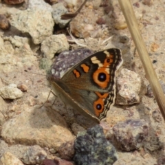 Junonia villida (Meadow Argus) at Gilmore, ACT - 11 Mar 2021 by RodDeb