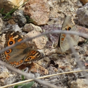 Junonia villida at Gilmore, ACT - 11 Mar 2021 02:02 PM