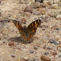 Junonia villida at Gilmore, ACT - 11 Mar 2021 02:02 PM