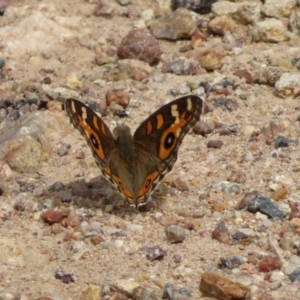 Junonia villida at Gilmore, ACT - 11 Mar 2021 02:02 PM