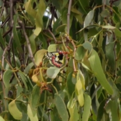 Delias aganippe (Spotted Jezebel) at Gilmore, ACT - 11 Mar 2021 by RodDeb