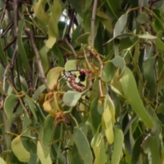 Delias aganippe (Spotted Jezebel) at Gilmore Paddocks - 11 Mar 2021 by RodDeb