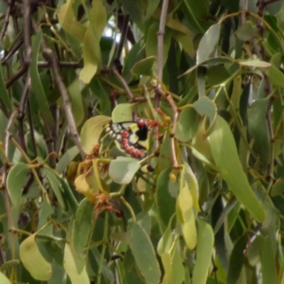 Delias aganippe (Spotted Jezebel) at Gilmore, ACT - 11 Mar 2021 by RodDeb