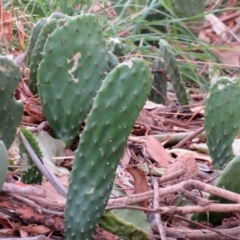 Opuntia stricta (Common Prickly Pear) at Gilmore Paddocks - 11 Mar 2021 by RodDeb