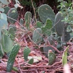 Opuntia stricta at Gilmore, ACT - 11 Mar 2021 01:36 PM