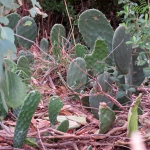 Opuntia stricta at Gilmore, ACT - 11 Mar 2021 01:36 PM