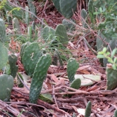 Opuntia stricta at Gilmore, ACT - 11 Mar 2021 01:36 PM