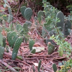 Opuntia stricta at Gilmore, ACT - 11 Mar 2021 01:36 PM