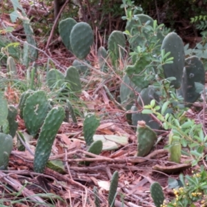 Opuntia stricta at Gilmore, ACT - 11 Mar 2021 01:36 PM